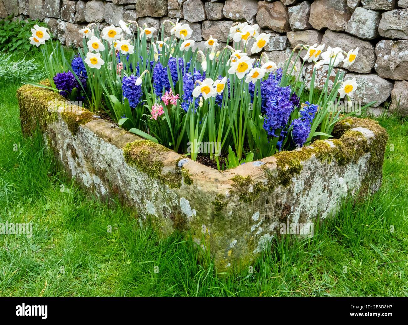 Steintrog mit Frühlingszwiebeln aus Narcissus Hyacinth und Tulip - Somerset UK Stockfoto