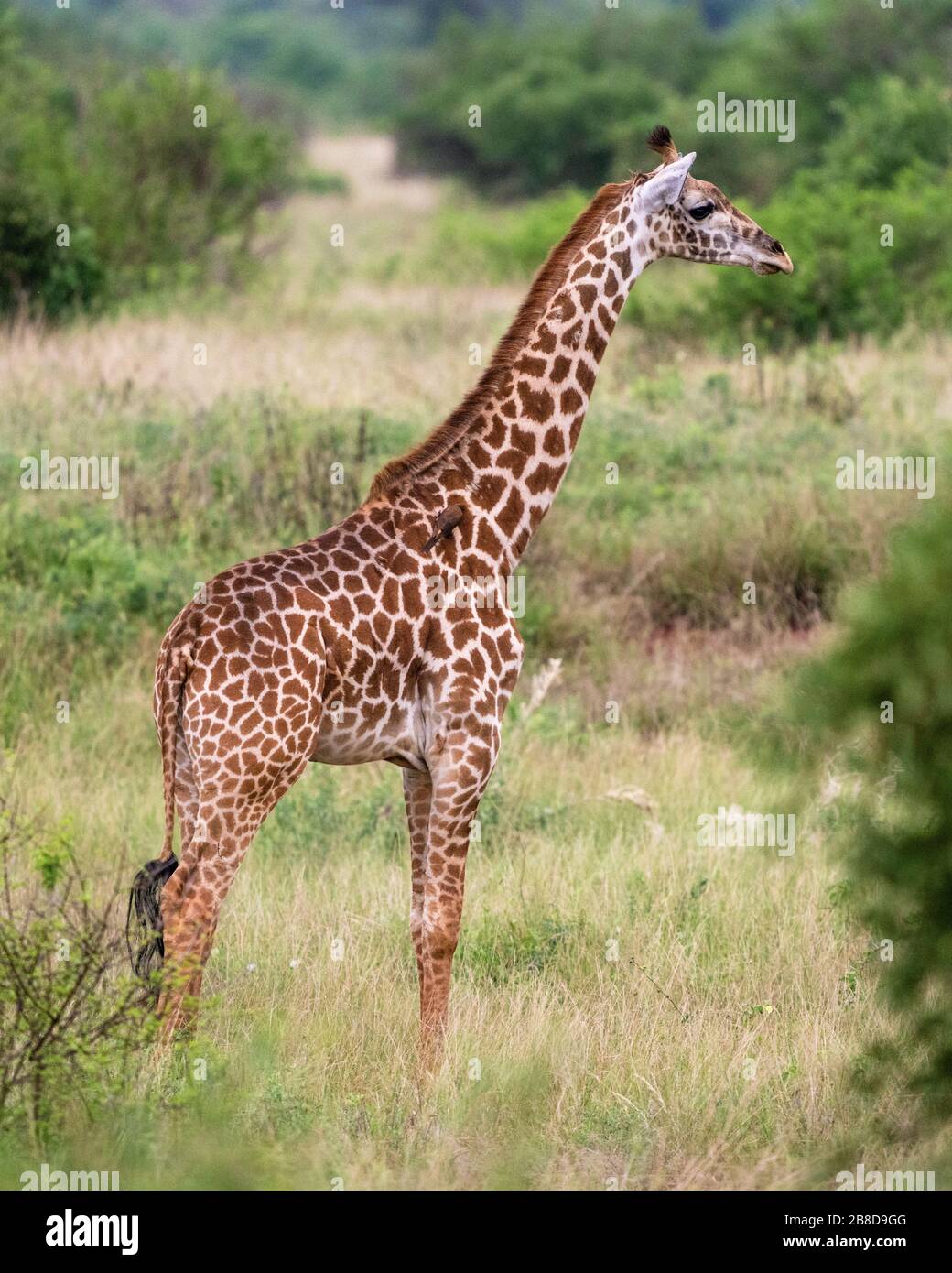 Der junge Masai Giraffe Giraffa camelopardalis tippelskirchi im Tsavo National Park Kenya Stockfoto