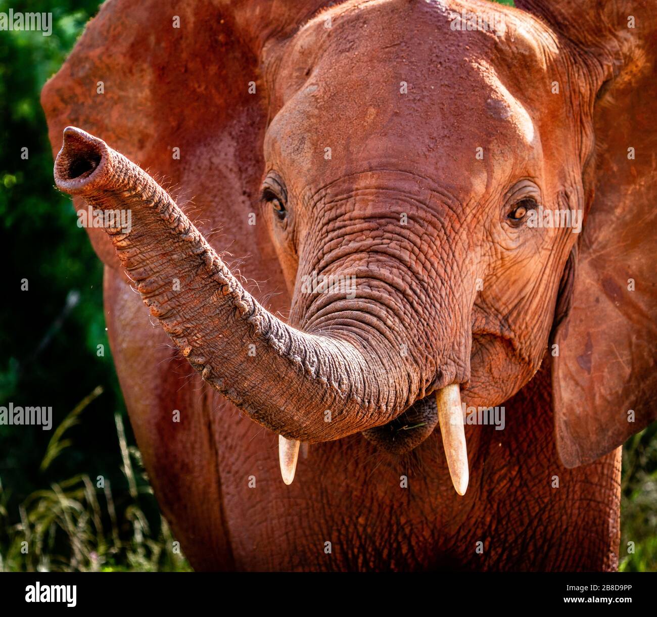 Junger afrikanischer Elefant Loxodonta africana mit Stamm erhöht - Tsavo East National Park Kenia Stockfoto