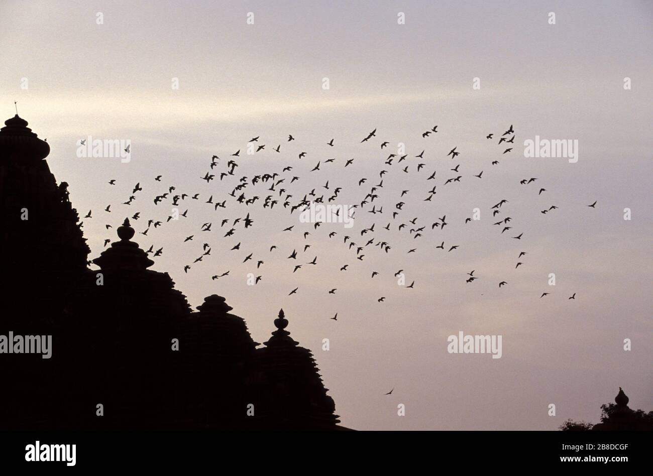 Dutzende Starlinge fliegen in der Dämmerung über einen Khajuraho-Tempel Stockfoto