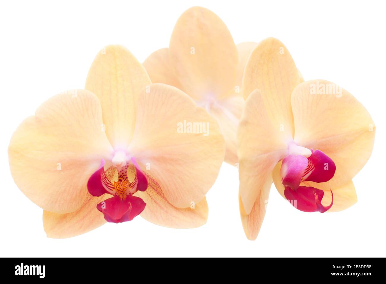 Extreme Nahaufnahme der Blüte einer gelben Orchidee - selektiver Fokus - isoliert auf weißem Hintergrund Stockfoto