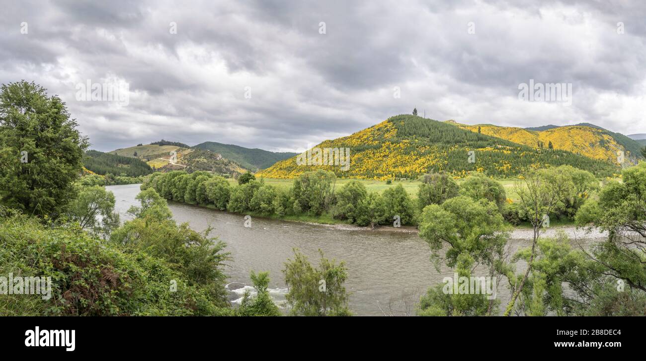 Landschaft mit Motueka River im grünen Tal mit blühenden Besenräuchern, im hellen, bewölkten Licht in der Nähe von Tapawera, Tasman, South Island, New Stockfoto