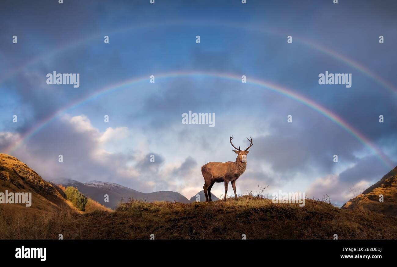 Ein schottischer Rotwild-Hirsch, der in die Kamera schaut, im schottischen Hochland mit einem doppelten Regenbogen über dem Hirsch aufgenommen. In der Nähe von Glencoe Scotland aufgenommen. Stockfoto