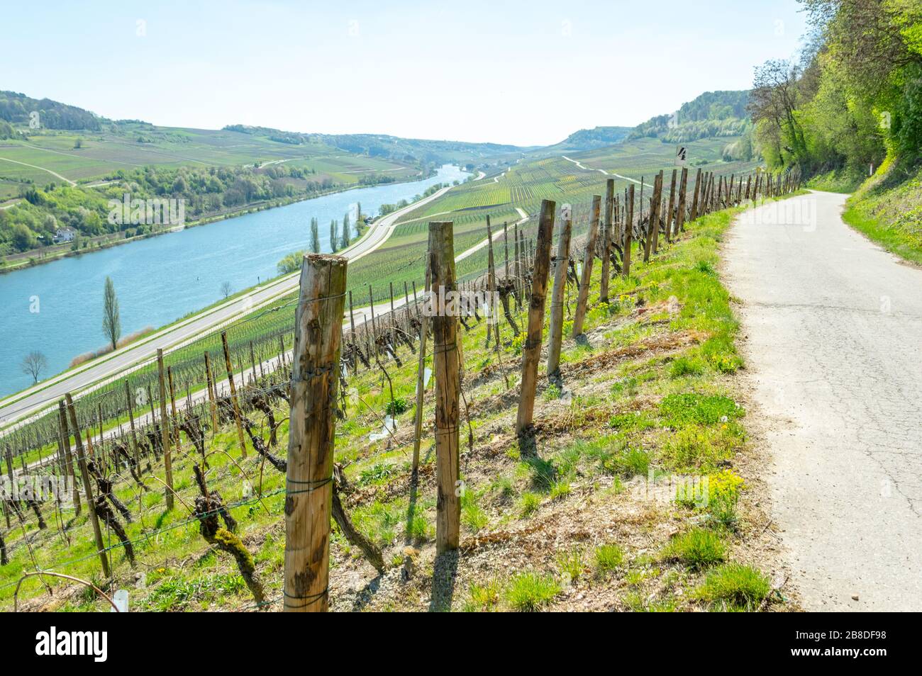 Weg zwischen den Weinbergen von Machtum in der Moseltal Weinregion Luxemburg, mit Feldern überall und Deutschland am anderen Ufer Stockfoto