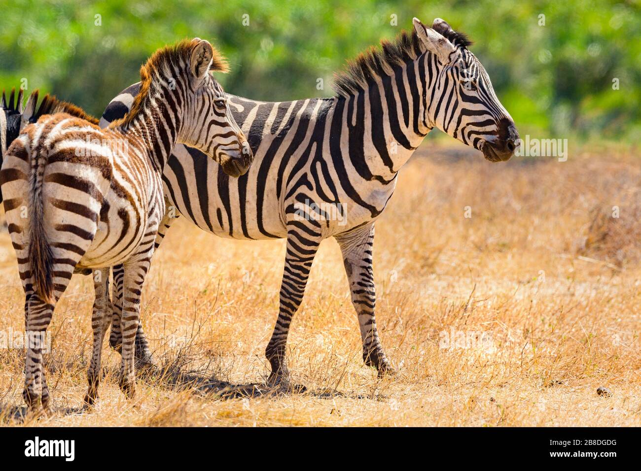 Schöne Zebras zu Fuß in den weiten Ebenen in Afrika Stockfoto