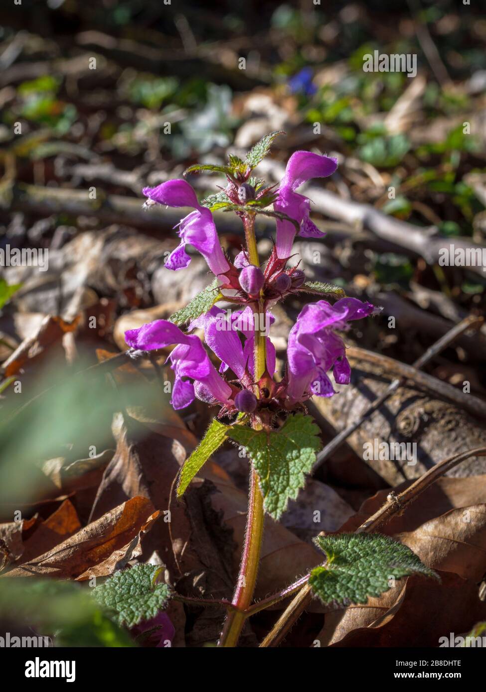 Gepunktete Weiße Deadnessel (Lamium maculatum), Bayern, Deutschland, Europa Stockfoto