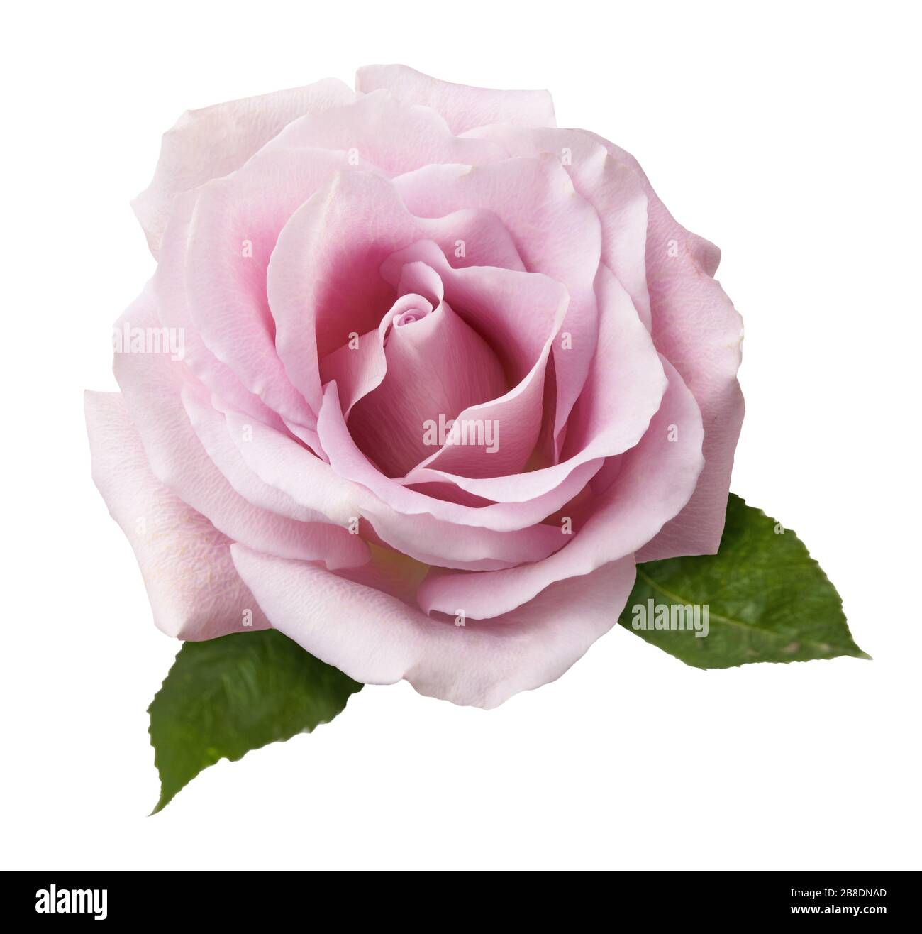 Schöne Rosenblüblume isoliert auf weißem Hintergrund. Rosa Blume mit zwei frischen Rosenblättern. Stockfoto
