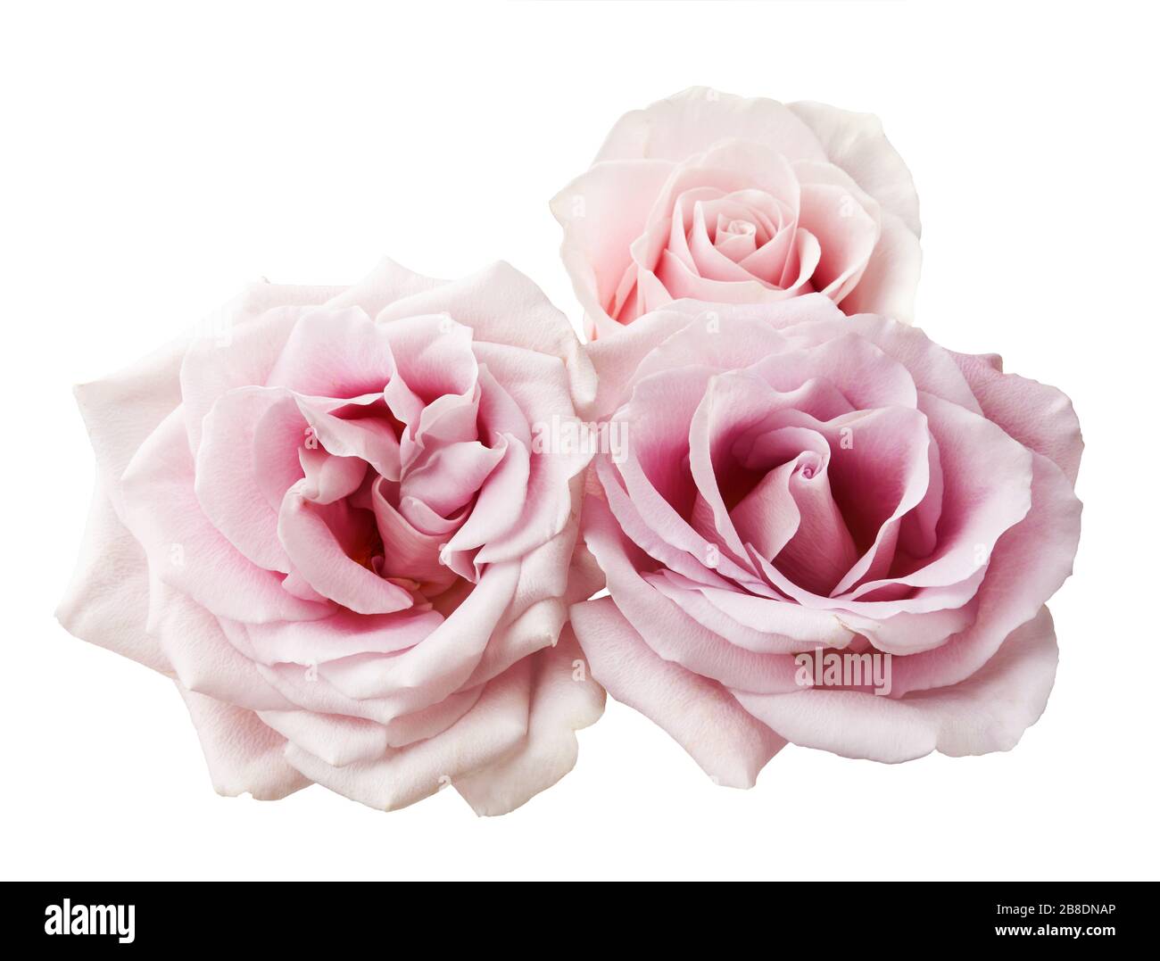 Drei rosafarbene Rosenblüten isoliert auf weißem Grund. Schöne Rose Filiale. Stockfoto