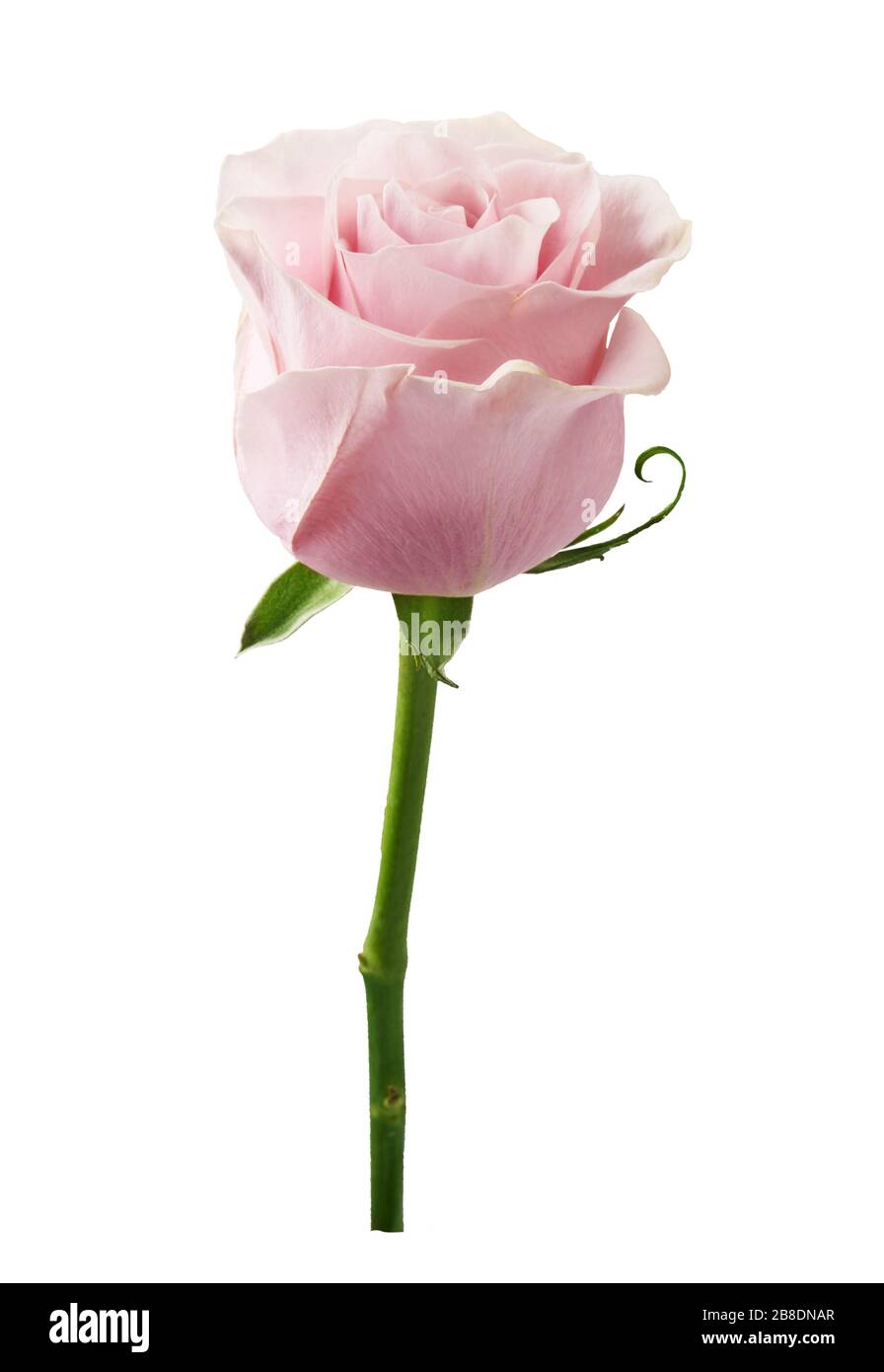 Schöne Rosenblüblume isoliert auf weißem Hintergrund. Rosenknospe an einem grünen Stamm. Stockfoto
