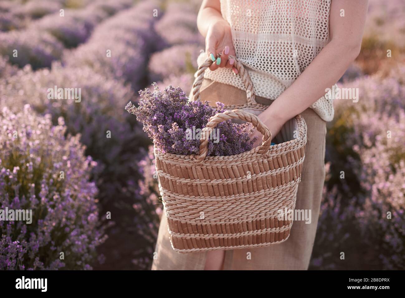 Blumenhändler mit Korbkorb mit Lavendel in den Händen sucht nach den besten frischen Blumen auf den Feldern Stockfoto