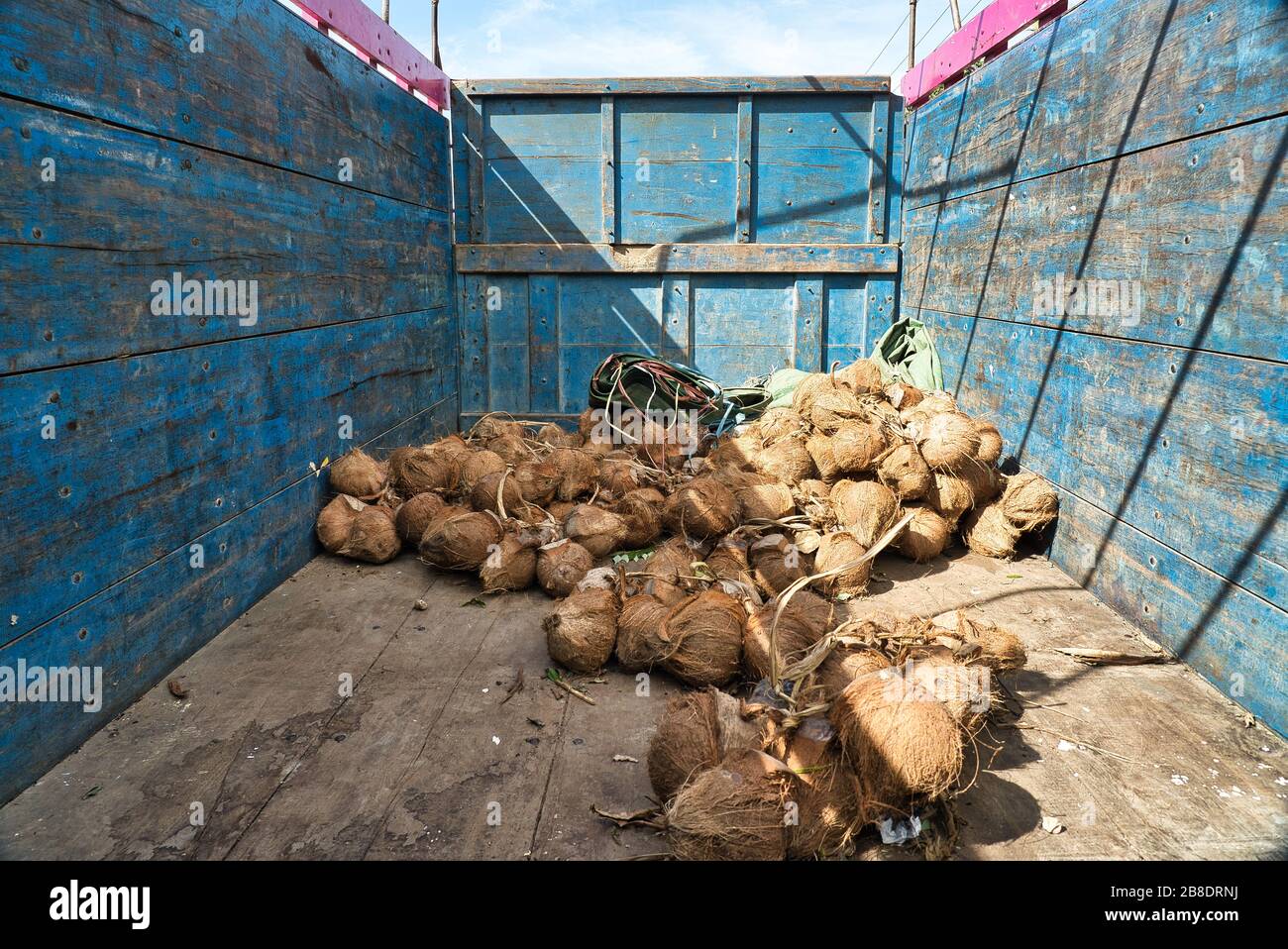 Blick von innen auf ein offenes Fahrzeug mit geringer Last an Kokosnüssen Stockfoto