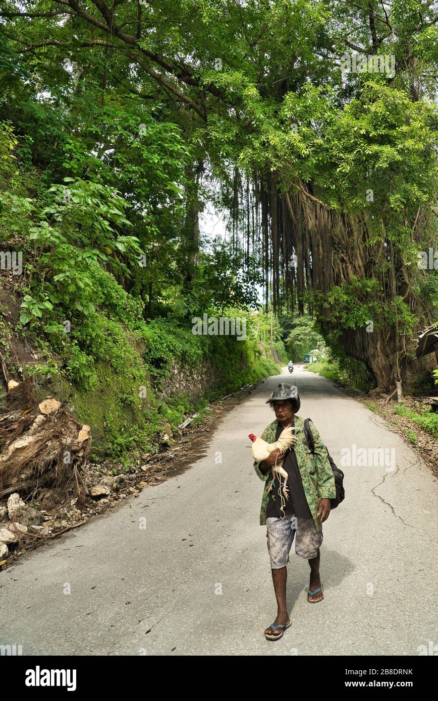 Ein Mann in einem bedruckten T-Shirt, ein Schnurrbart, der einen Hahn zusammen mit riesigen alten Bäumen mit Lianen trägt. Baucau. Timor leste Stockfoto