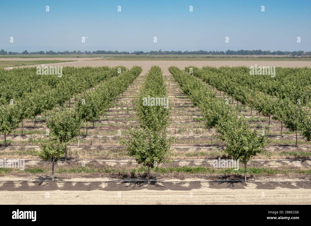 USA, Kalifornien, Central Valley, Sutter County. Ein Obstgarten auf einem Bauernhof mit gleichmäßigen Reihen von Pistazien. Stockfoto