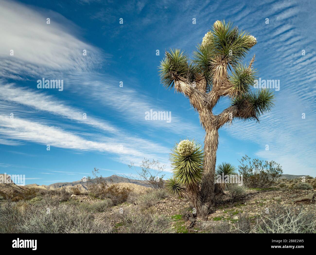 USA, Nevada, Clark County, Gold Butte National Monument: Ein joshua-baum (Yucca brevifolia var. jaegeryana) in voller Blüte im Frühling mit Weiß zu cr Stockfoto