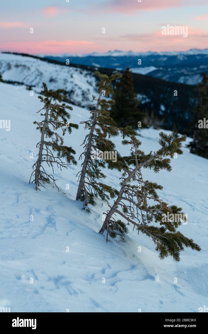 Bestattete Bäume auf dem Quandary Peak, in der Nähe von Breckenridge, Colorado. Stockfoto