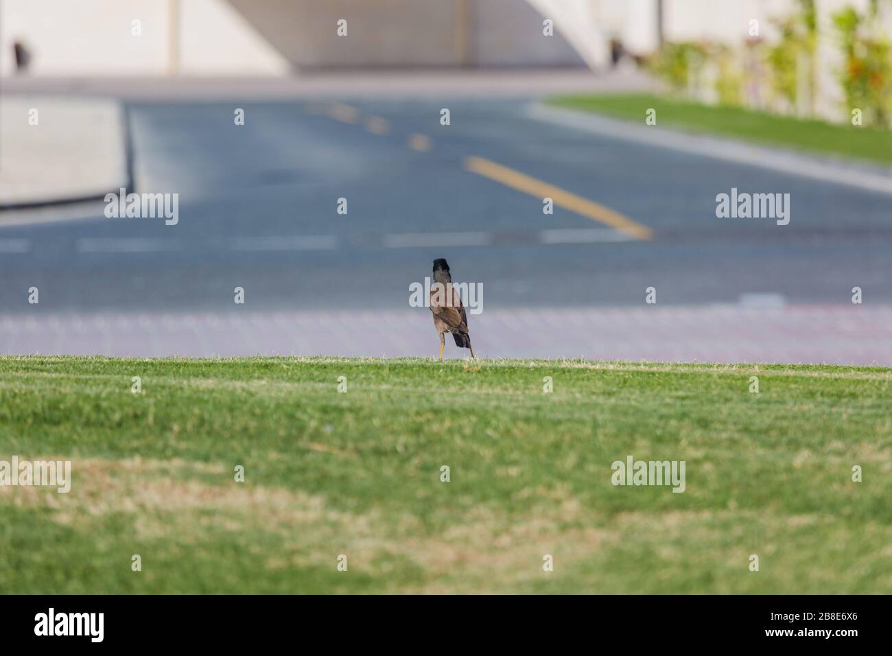 Myna Vogel Acridotheres Tristis auf einem Hintergrund des grünen Grases Starling Myna mynah grünes Gras Stockfoto