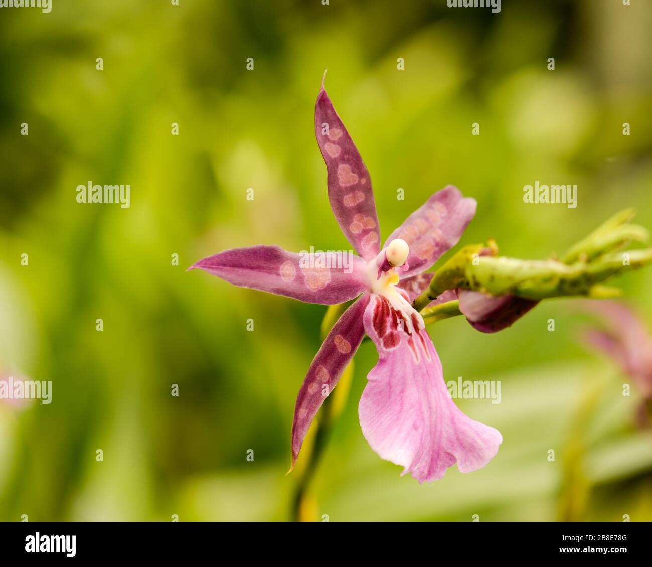 Atemberaubende, einfache Nahaufnahme einer Spider Orchideenblume an einem Stamm, vor einem verschwommenen grünen Hintergrund. Stockfoto