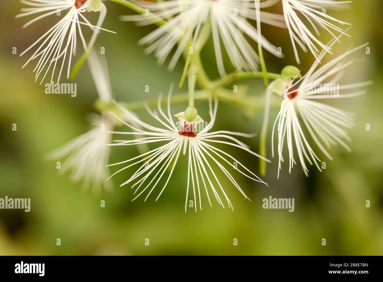 Interessante Orchideenblüten mit weißem Spinne und olivgrünem, verschwommenem Hintergrund. Stockfoto
