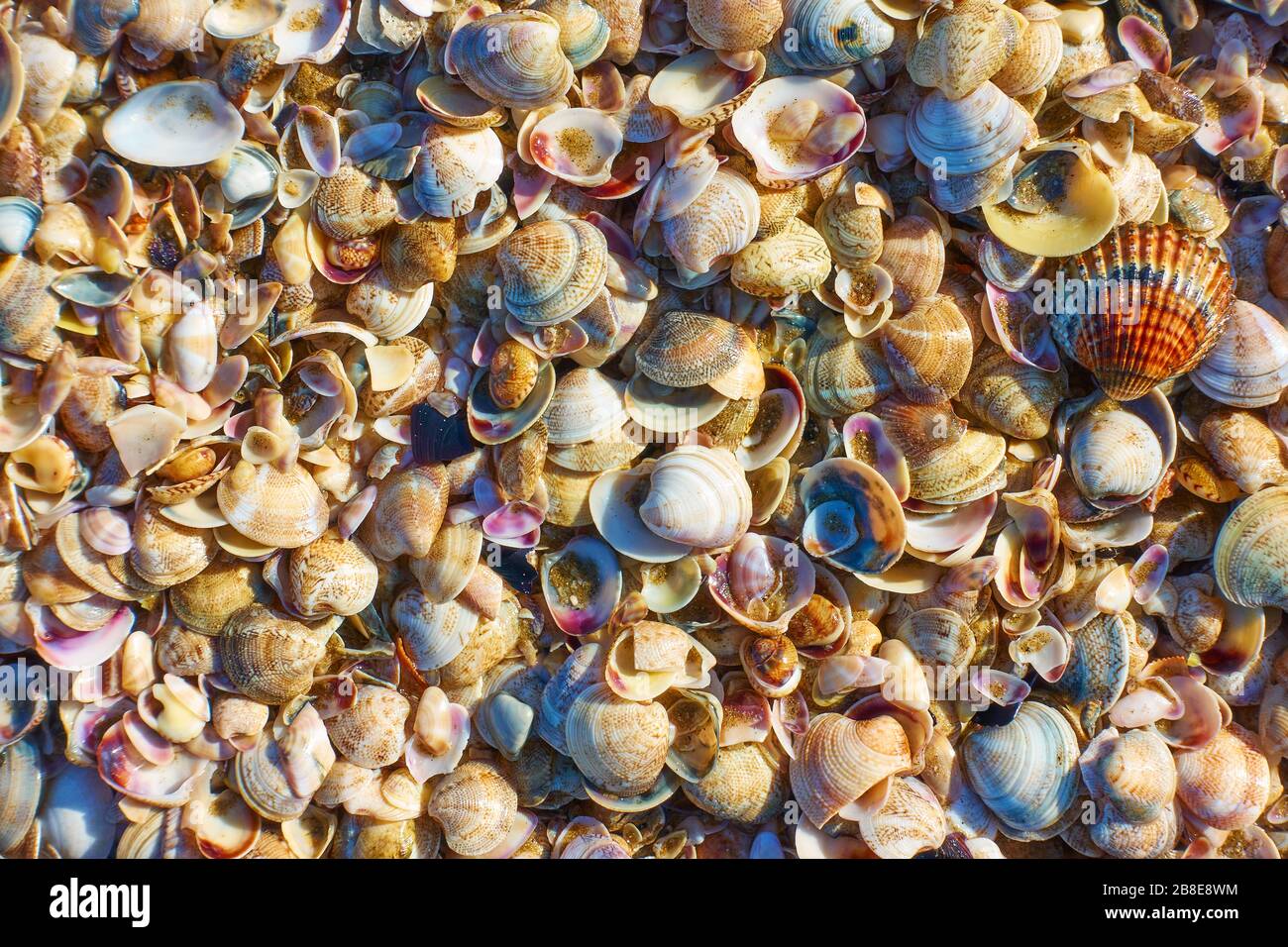 Als Hintergrund kann eine Vielzahl von Meeresschalen verwendet werden Stockfoto