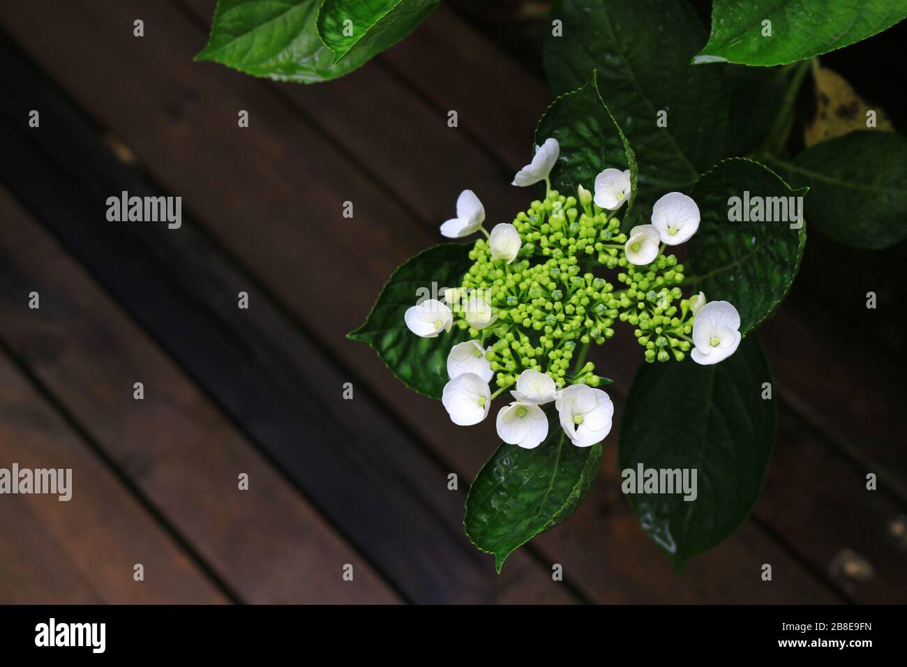 Hydrangea blüht ruhig an der Straßenecke von Kamakura, Japan Stockfoto