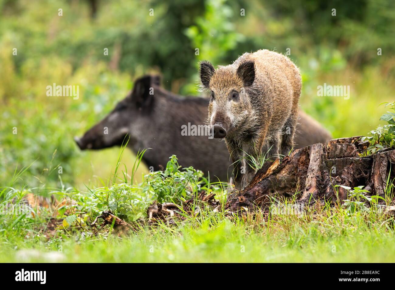 Harmonisches Wildschwein-Ferkel und Erwachsener stehen im Sommer auf Glade Stockfoto