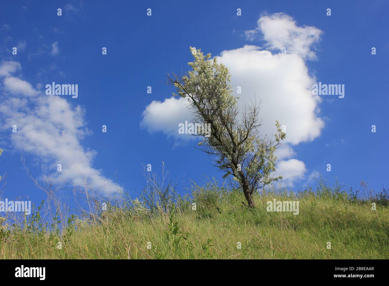 Malerische Sommerlandschaft mit einem einsamen wilden Olivenbaum auf dem Hügel am blauen Himmel mit weißem Wolken Hintergrund Stockfoto