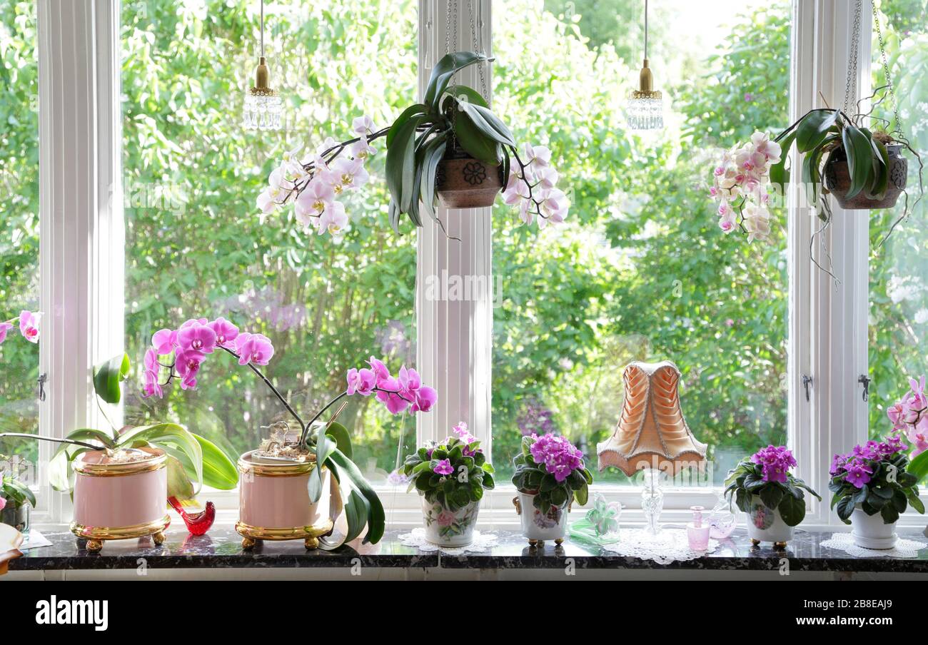 Fensteranzeige mit lila Saintpaulia und Phalaenopsis Orchideen Stockfoto