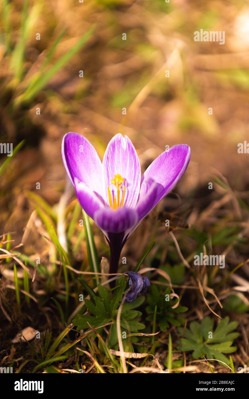 Crocus, plural Crocuses oder croci ist eine Gattung von blühenden Pflanzen in der Familie der Iris. Ein Haufen Krokusse, eine Wiese voller Krokusse, auf gelbem Trockenrasen Stockfoto