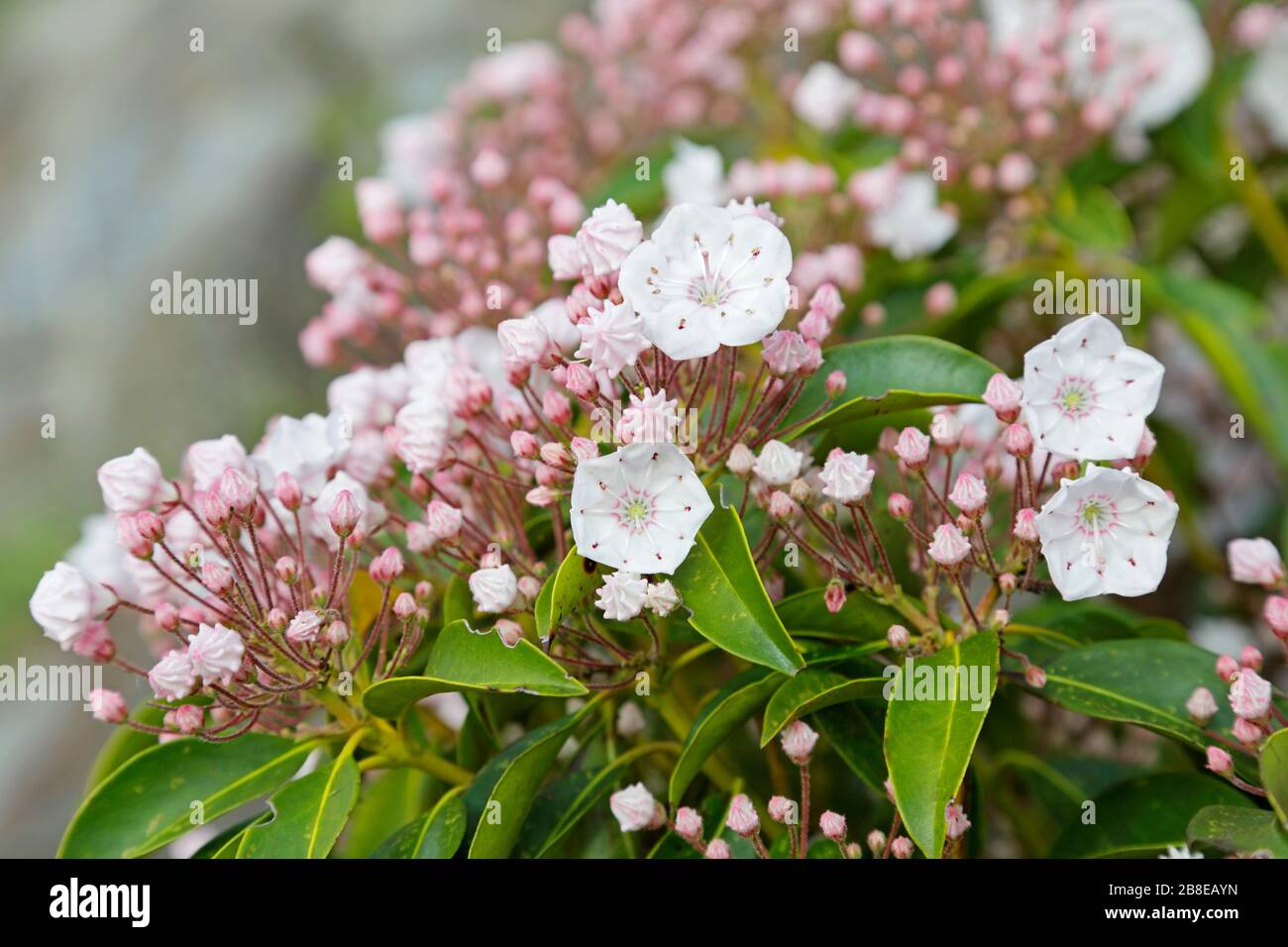 Kalmia latifolia - Mountain Laurel - Mai Stockfoto