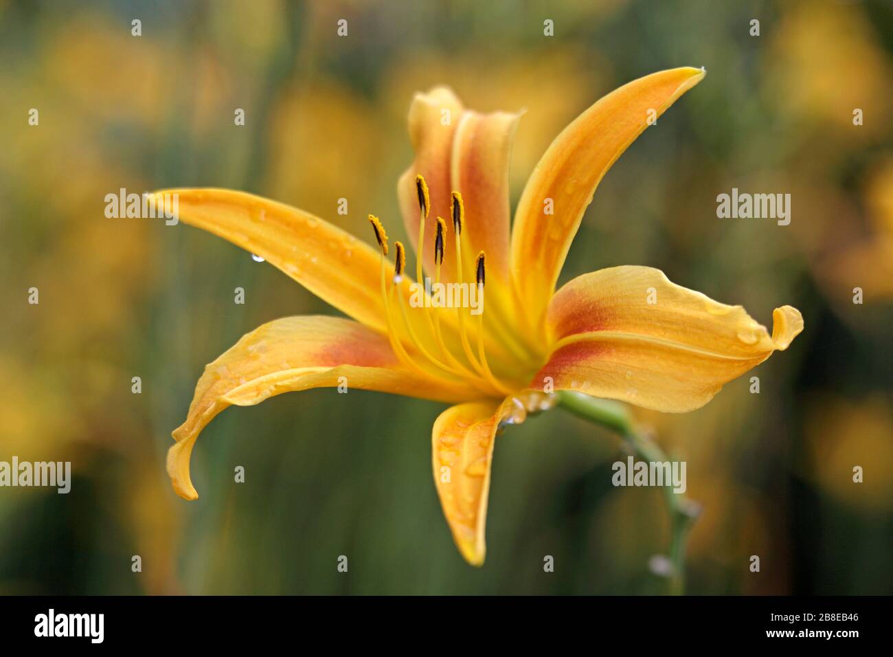 Hemerocallis "Herbst-Minarett" - Daylilie - August Stockfoto