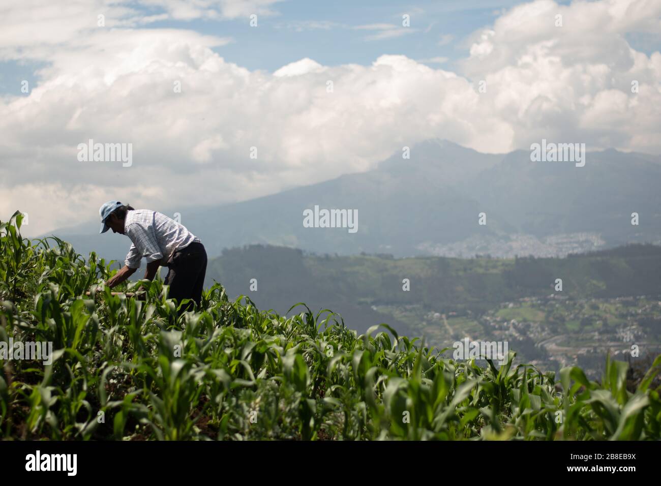 Mann, der auf den Feldern in Ecuador arbeitet Stockfoto