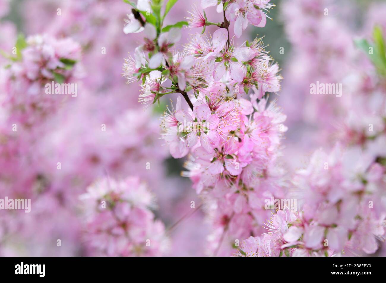 Prunus Jacquemontii - blühende Mandel - Februar Stockfoto