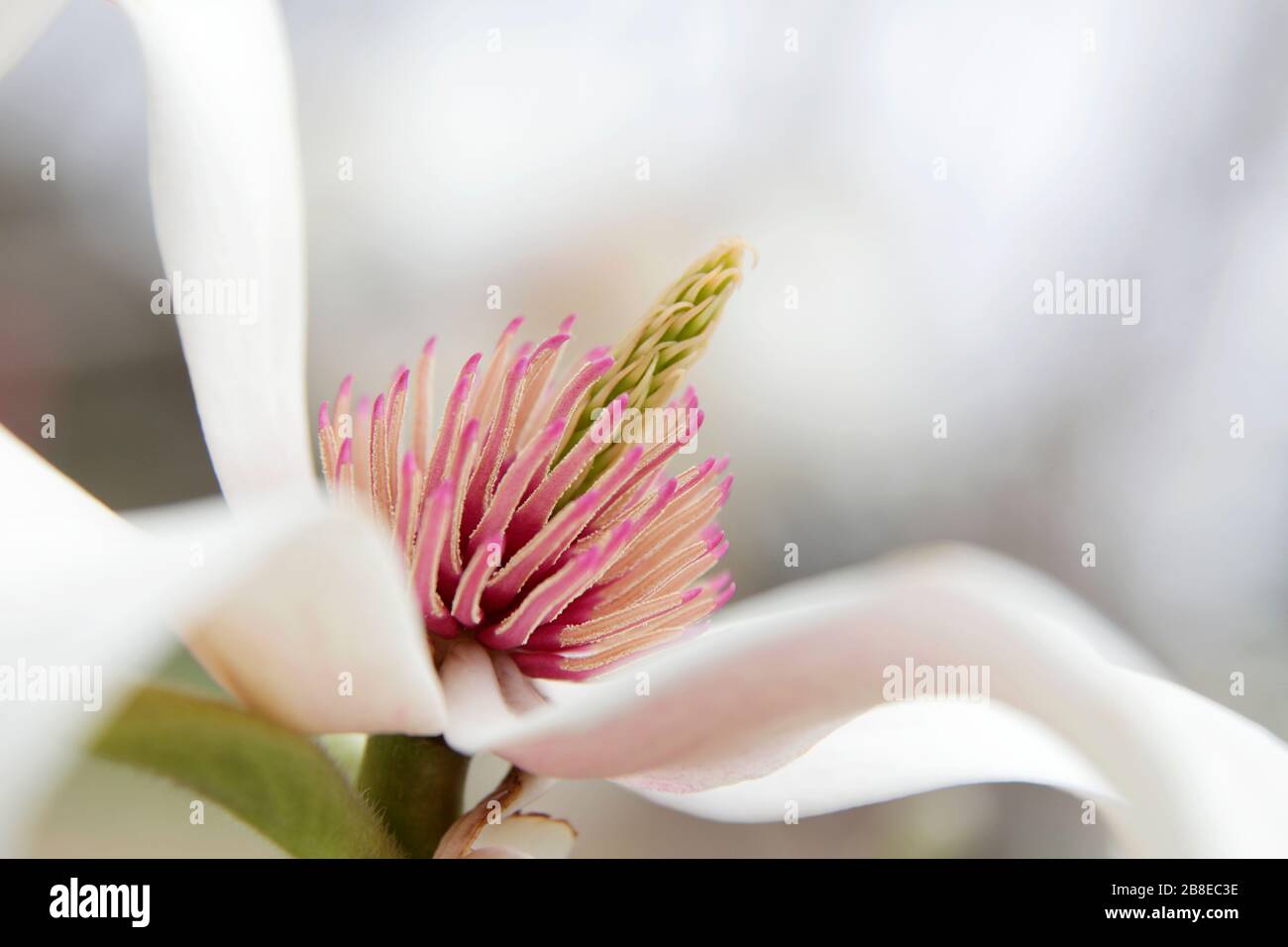Magnolia x veitchii 'Veitch's Magnolia' - März Stockfoto