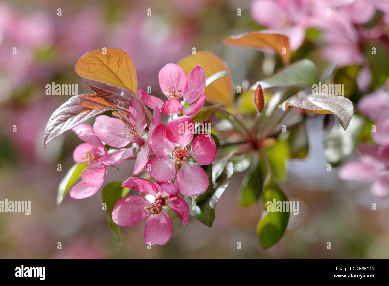 Malus 'Indischer Sommer' - Blühender Krabappel - April Stockfoto