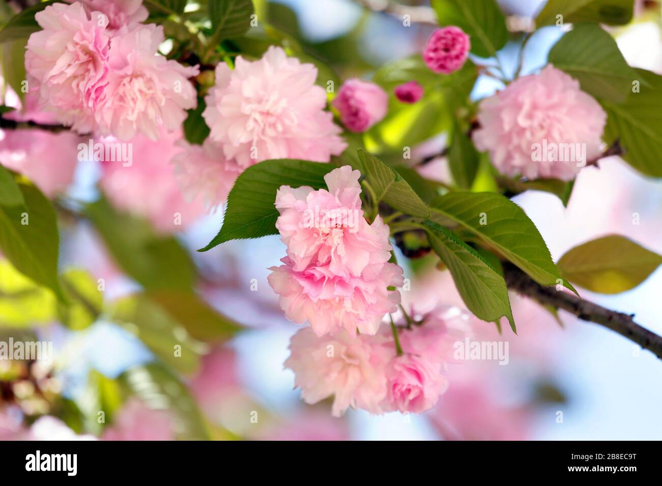 Prunus serrulata - Kwanzan Kirschbaum - April Stockfoto