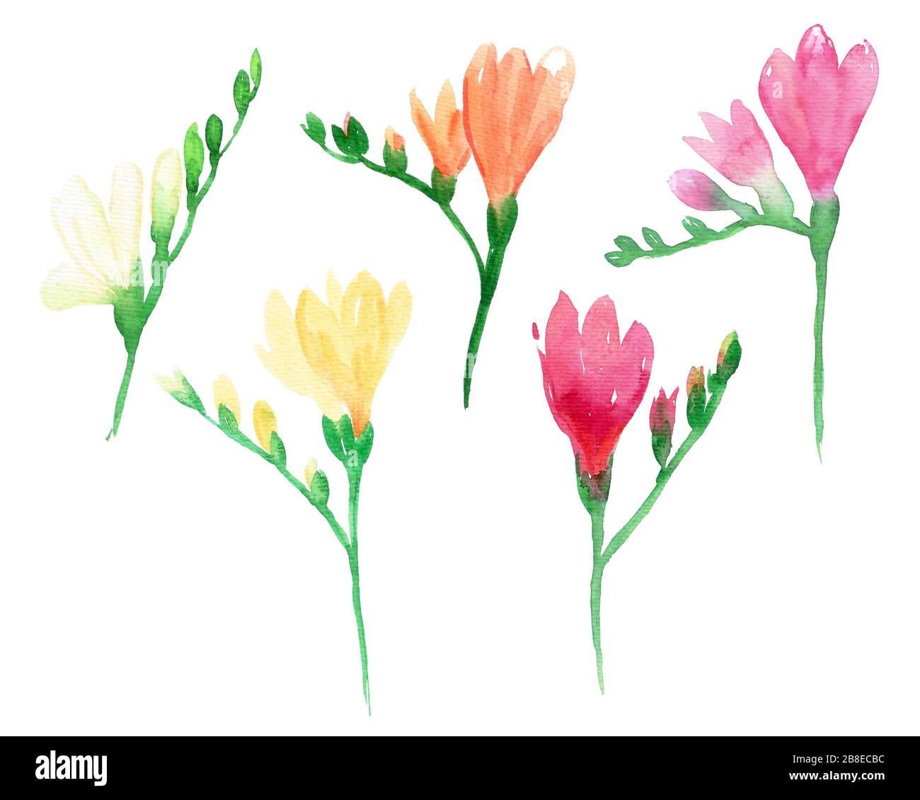 Wasserfarben-Set mit Freesia-Blumen. Rote, rosafarbene, gelbe und orangefarbene Blumen isoliert auf weißem Hintergrund. Blumenappilanz für Design, Druck, Stoff oder Stockfoto