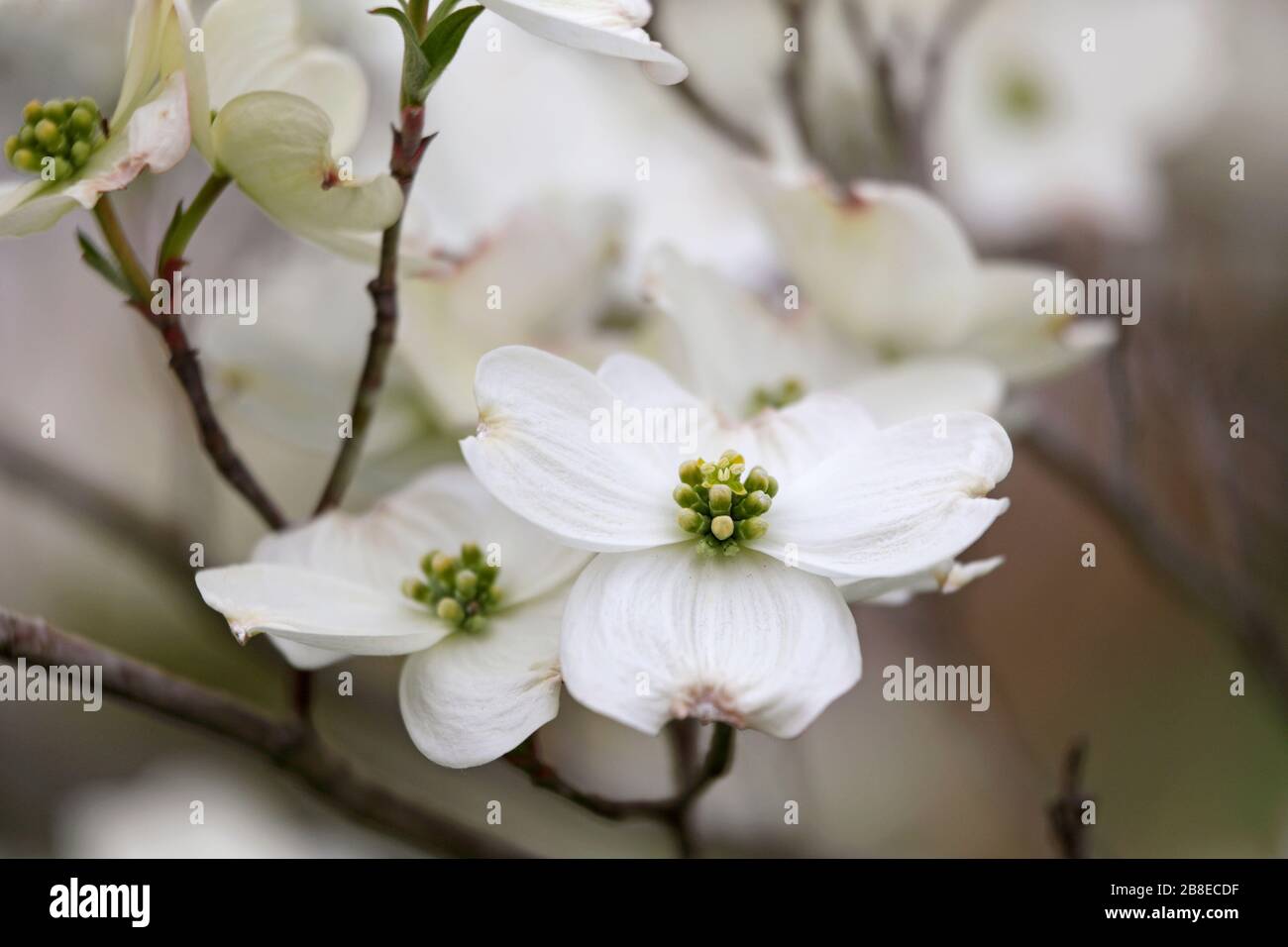 Cornus florida - blühender Hartriegel - April Stockfoto