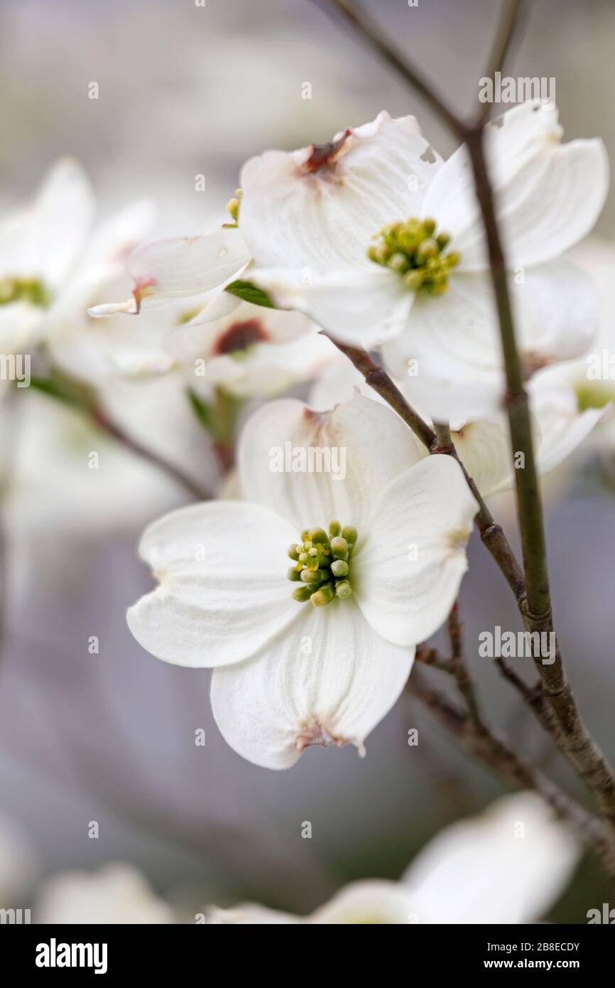 Cornus Florida - hartriegel - April Stockfoto