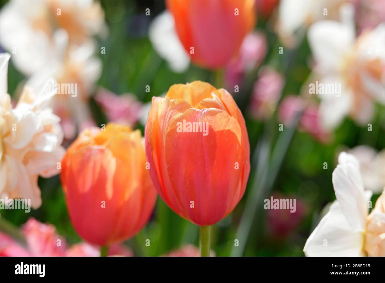 Tulipa "Ordogne" - Tulip - umgeben von Narcissus "Delnashaugh" - April Stockfoto