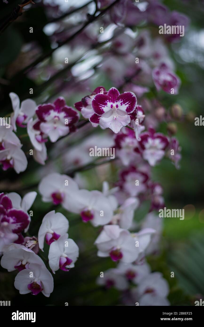 Phalaenopsis Orchid Flower auf dem Orchid Festival 2020 in Royal Botanical Gardens in Kew, Richmond, London Stockfoto