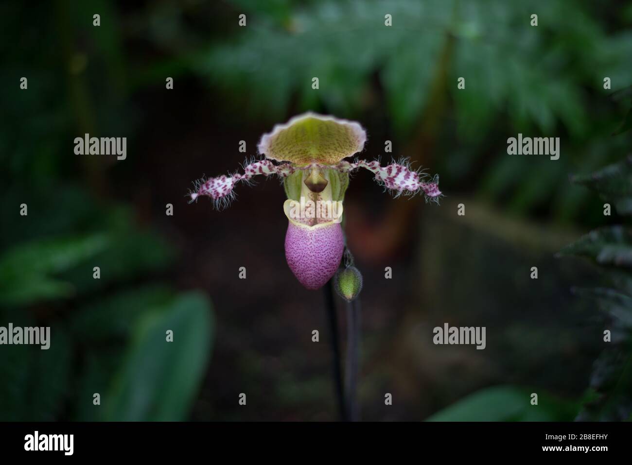 Orchid Flower auf dem Orchid Festival 2020 im Royal Botanical Gardens in Kew, Richmond, London Stockfoto