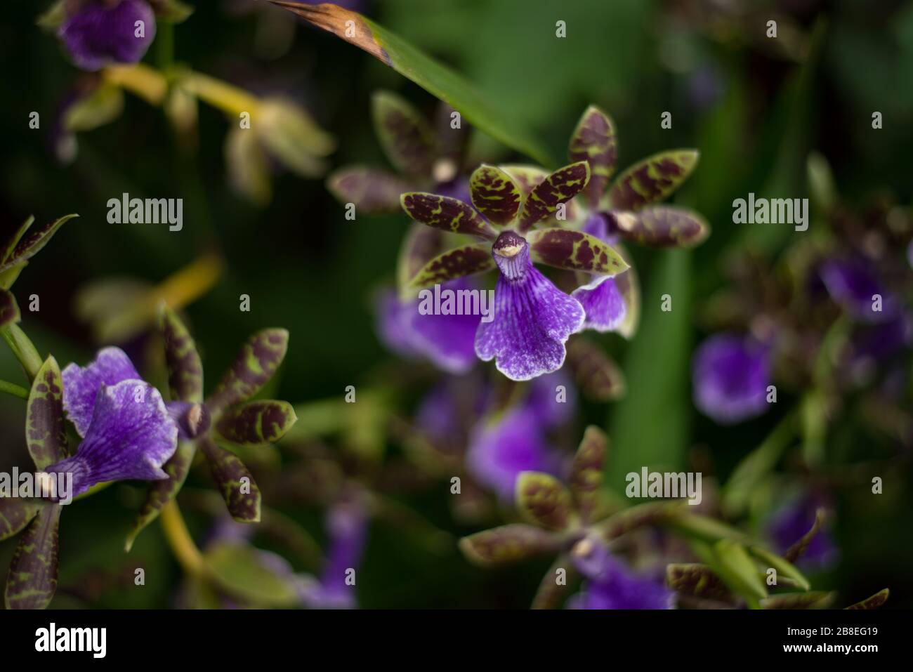 Lila & Gelb Oncidium Orchid Flower auf dem Orchid Festival 2020 im Royal Botanical Gardens in Kew, Richmond, London, England Stockfoto