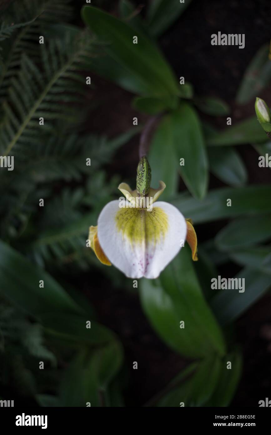 Orchid Flower auf dem Orchid Festival 2020 im Royal Botanical Gardens in Kew, Richmond, London Stockfoto