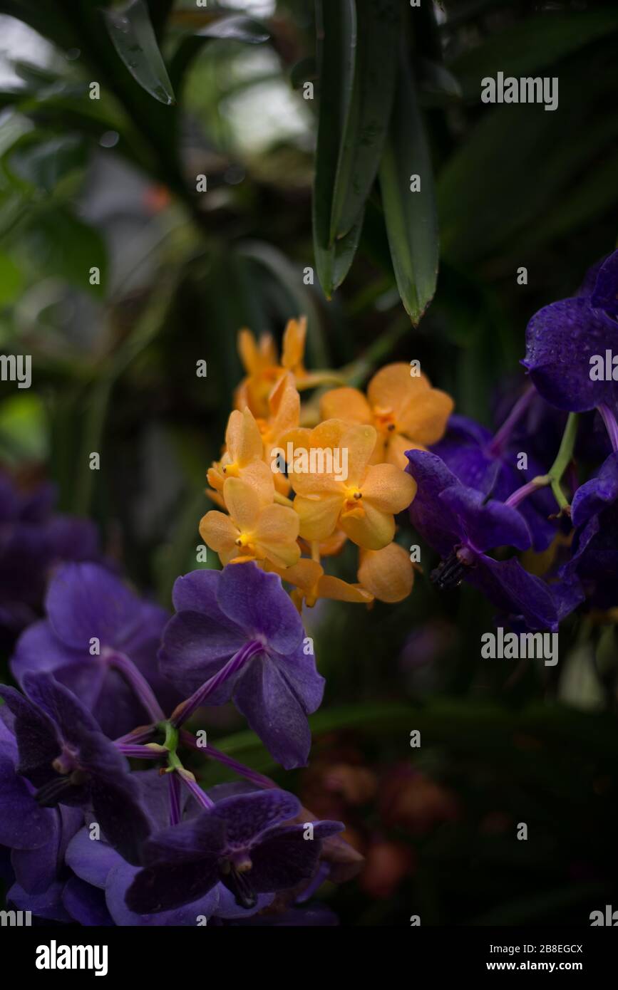 Gelbe und violette Vanda Orchid Flower auf dem Orchid Festival 2020 im Royal Botanical Gardens in Kew, Richmond, London, England Stockfoto