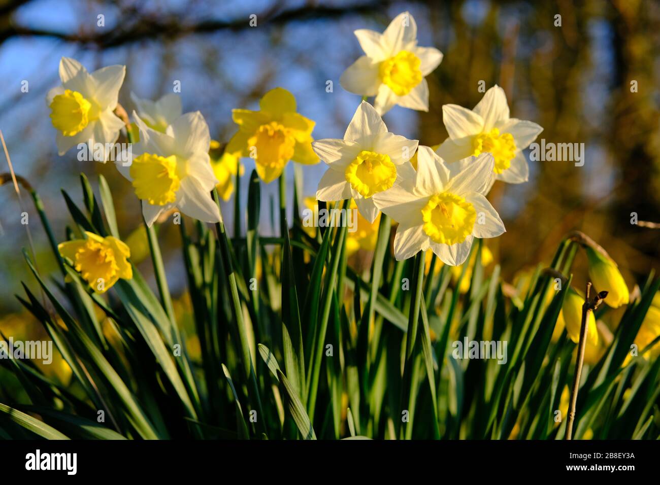 Die traditionelle Narzissenblüte mit gelben und weißen Blütenblättern. Narzissen (Narcissus) sind die schönsten Frühlingsblumen. Aufgenommen in Staffordshire, Großbritannien. Stockfoto