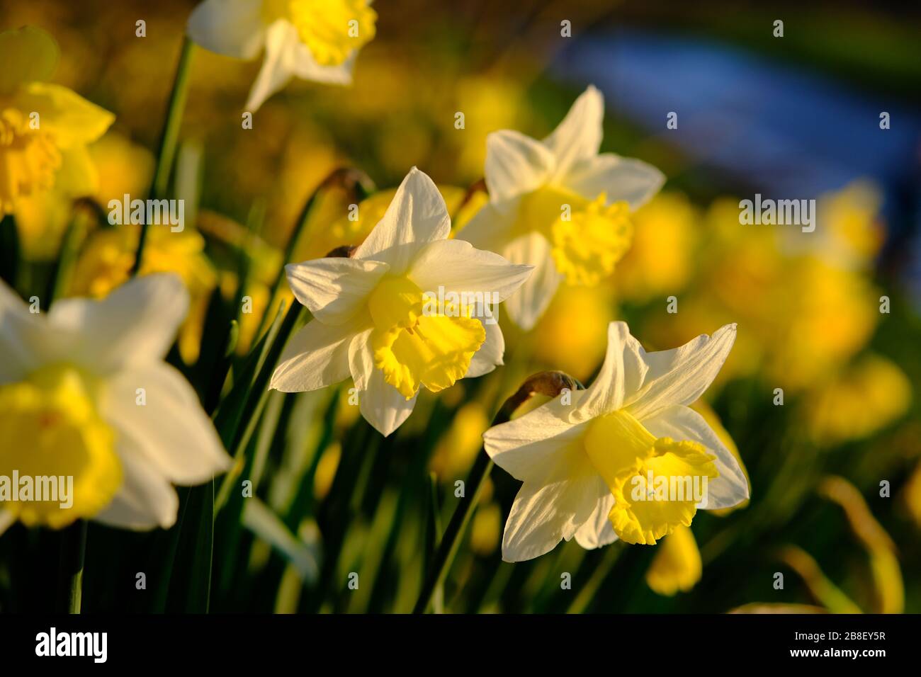 Die traditionelle Narzissenblüte mit gelben und weißen Blütenblättern. Narzissen (Narcissus) sind die schönsten Frühlingsblumen. Aufgenommen in Staffordshire, Großbritannien. Stockfoto