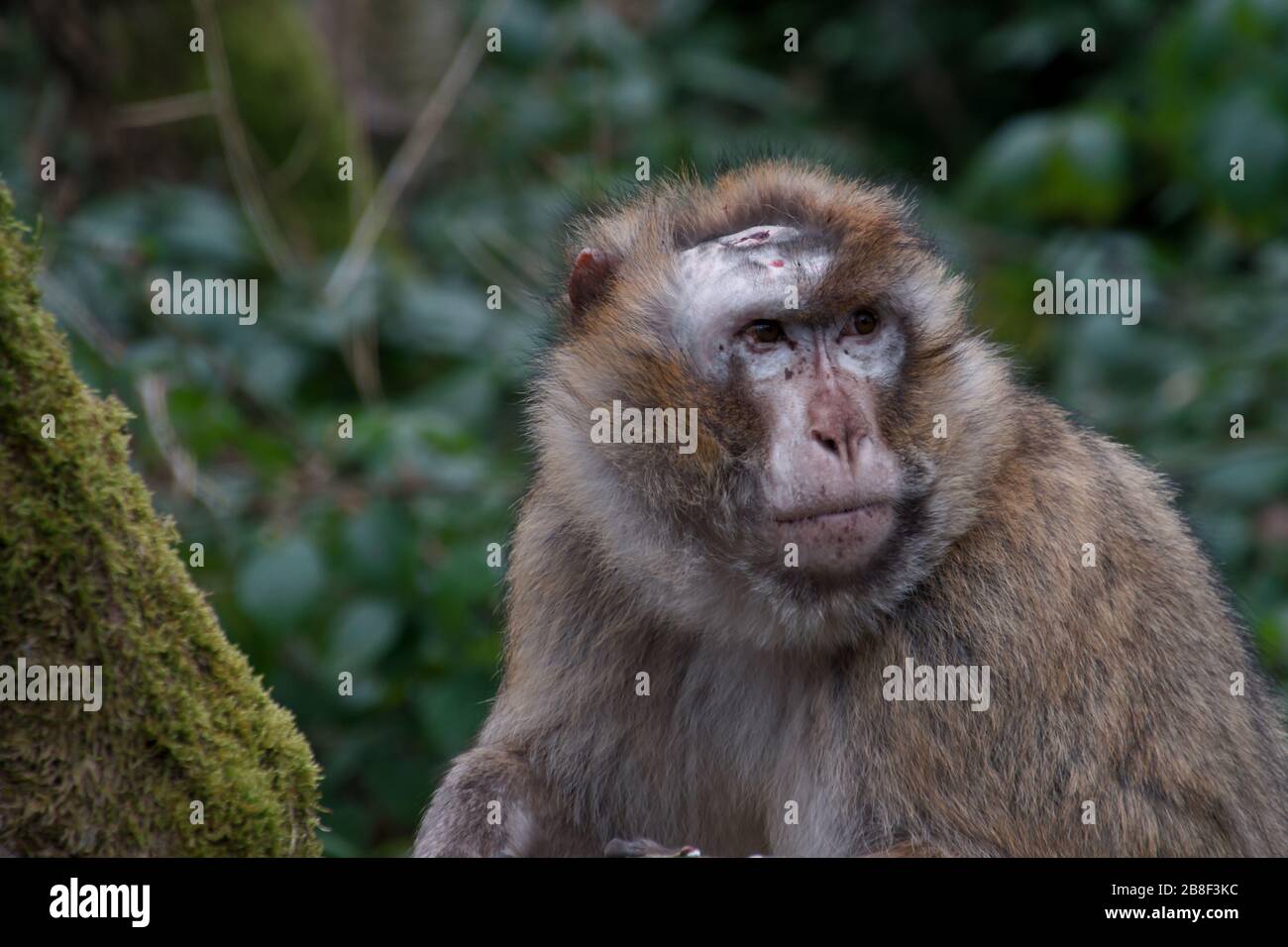Barbary Makaken im Monkey Forest, Trentham Estate, Großbritannien Stockfoto