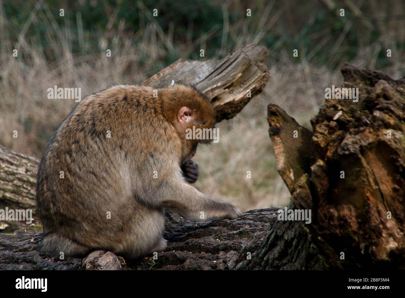 Barbary Makaken im Monkey Forest, Trentham Estate, Großbritannien Stockfoto