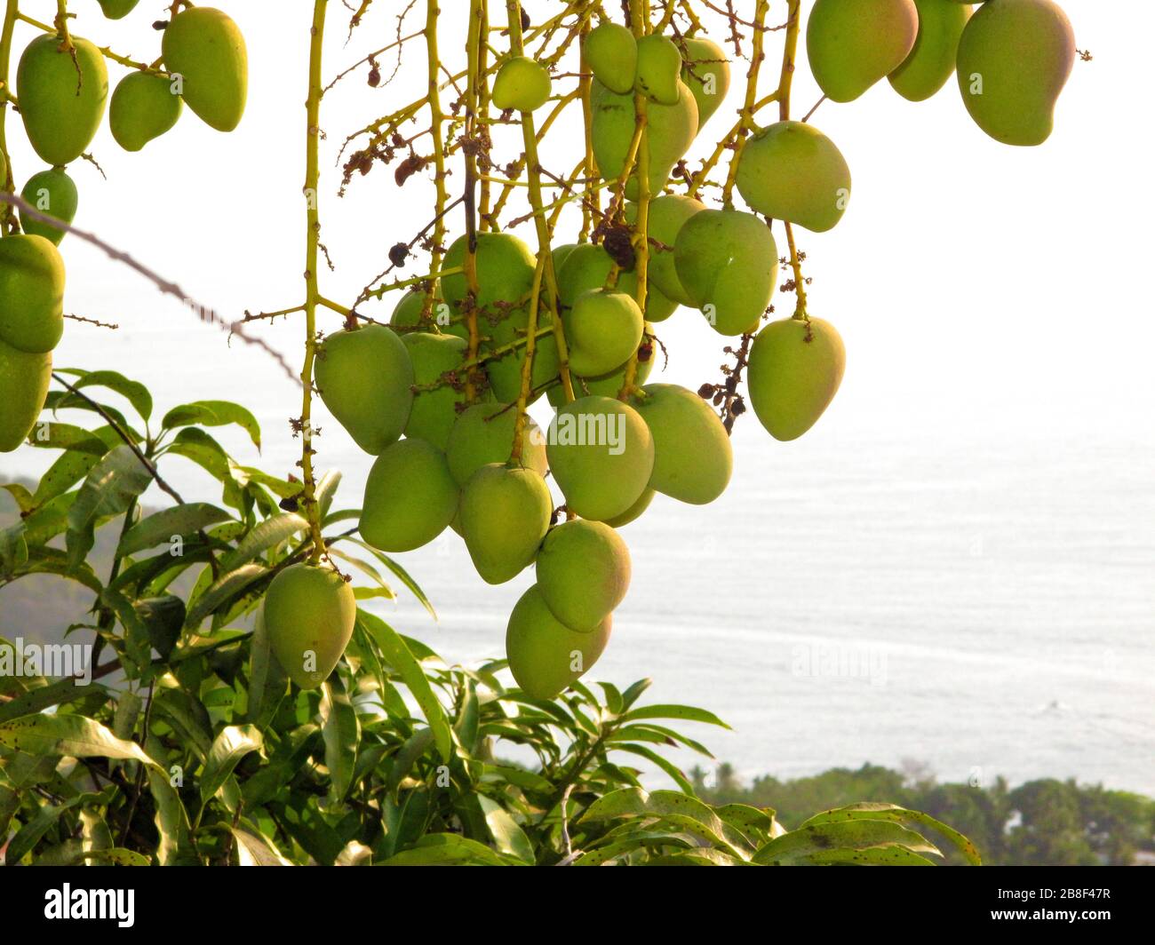 Manila mangos auf Baum Stockfoto