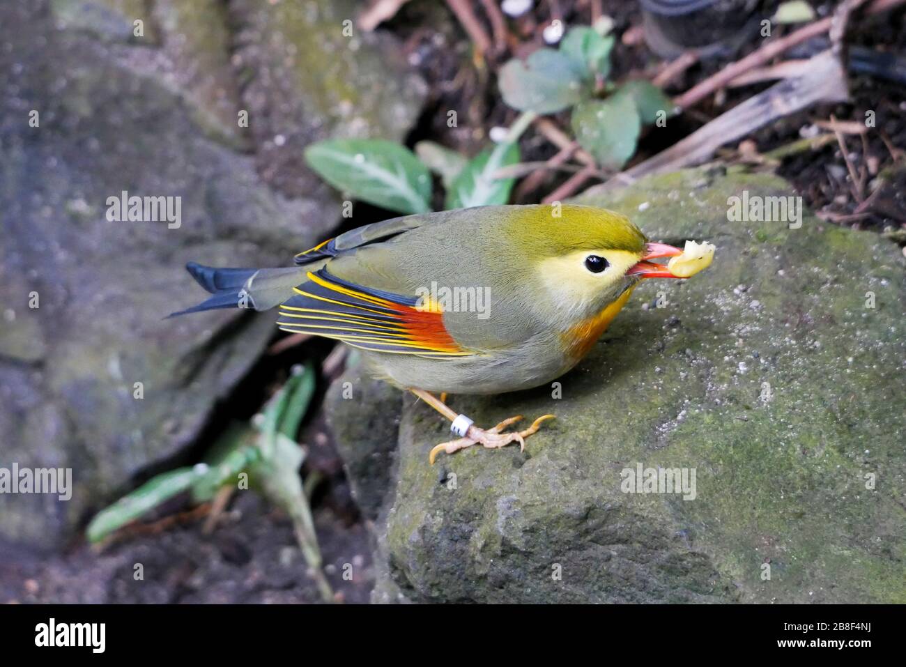 Pekin Robin mit Samen im Schnabel Stockfoto